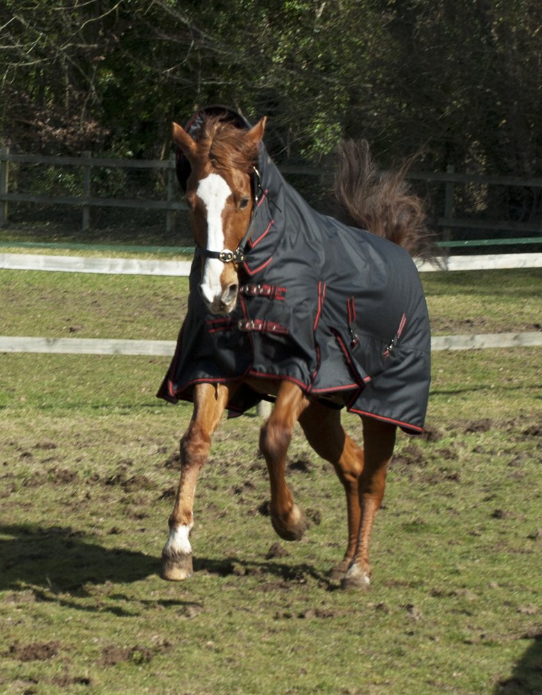 Rhinegold Aspen Full Neck Outdoor Rug, medium-weight turnout rug sized standard
